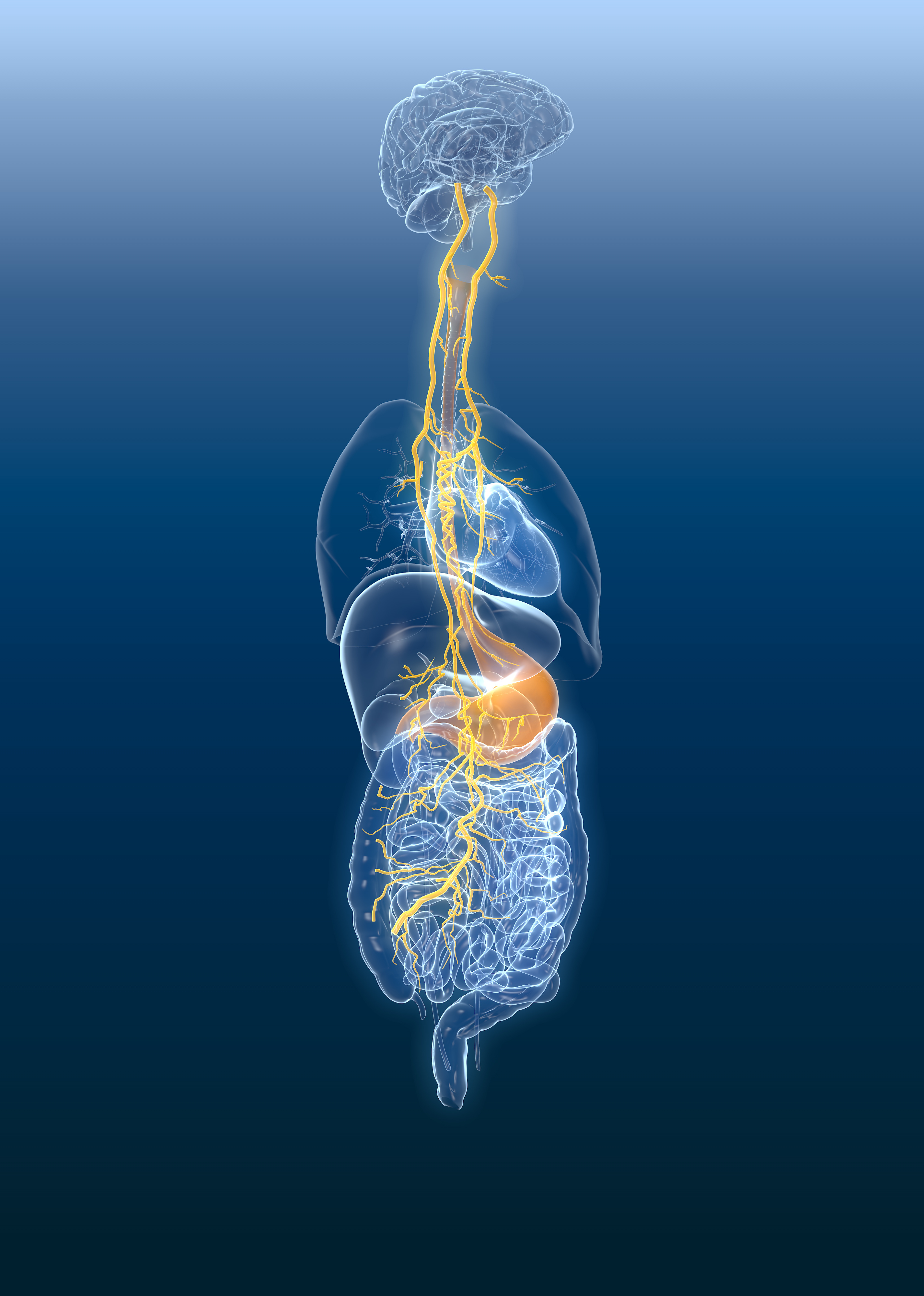 Vagus nerve with painful stomach and digestive system, 3D medically